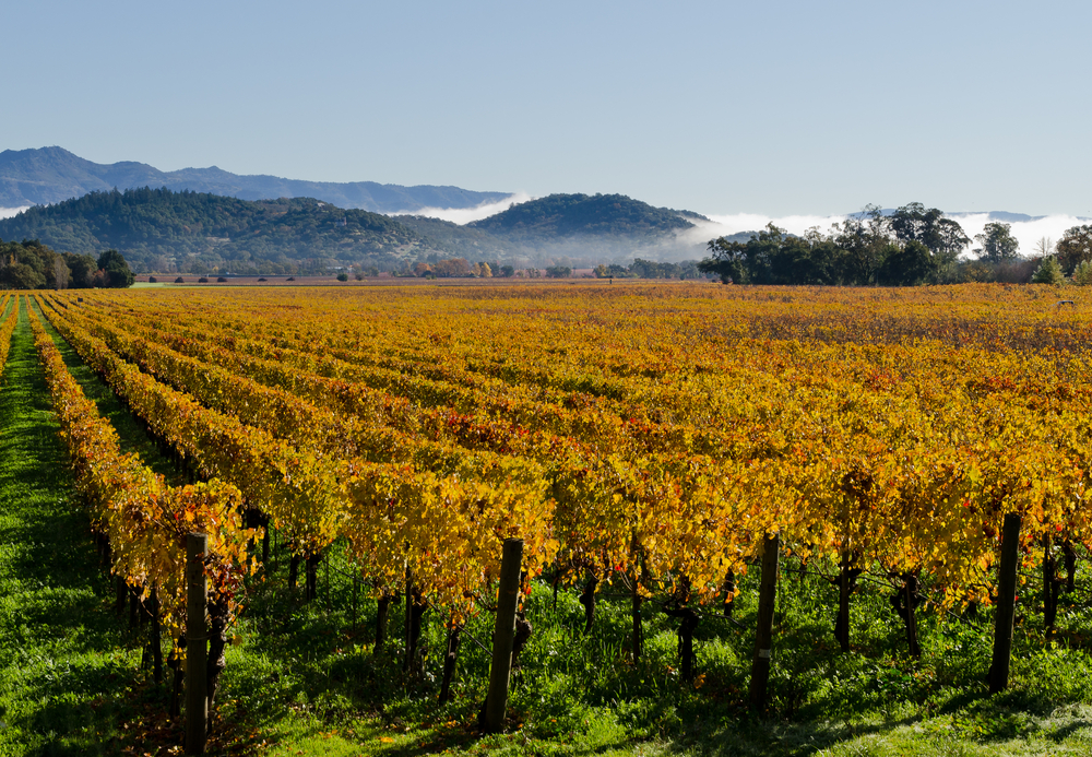 Napa Valley, California 