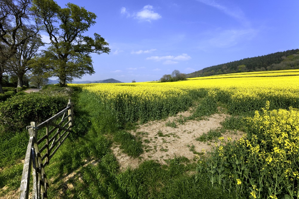 rapeseed on dorset farm