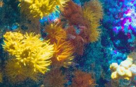 underwater wonders